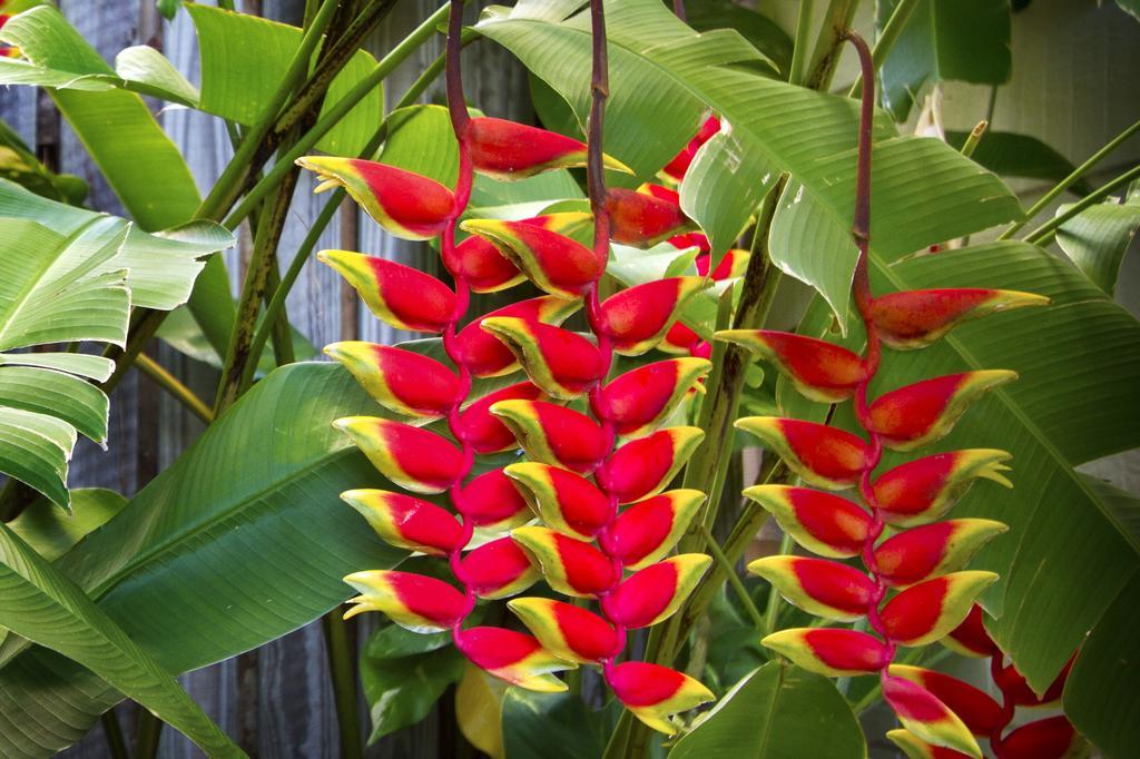 Heliconia On Kara Villa Airlie Beach Exterior photo