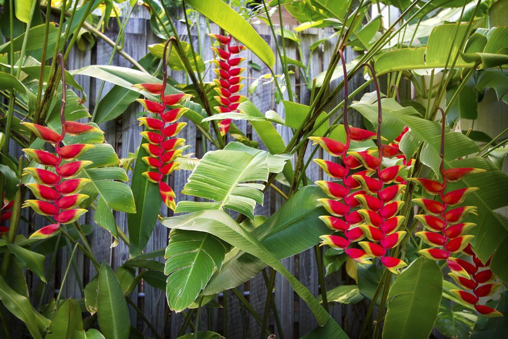 Heliconia On Kara Villa Airlie Beach Exterior photo